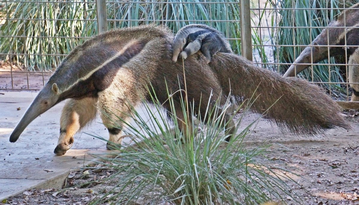 Гигантский муравьед крупнейший хищник Южной Америки