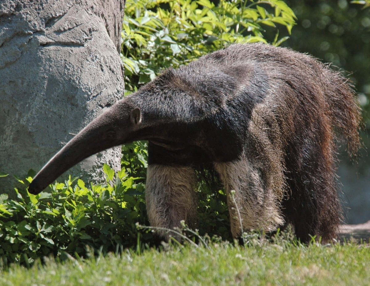 Гигантский муравьед Южной Америки