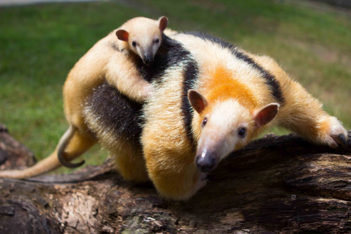 Древесный муравьед тамандуа