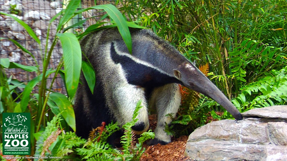 Сельва амазонки муравьед