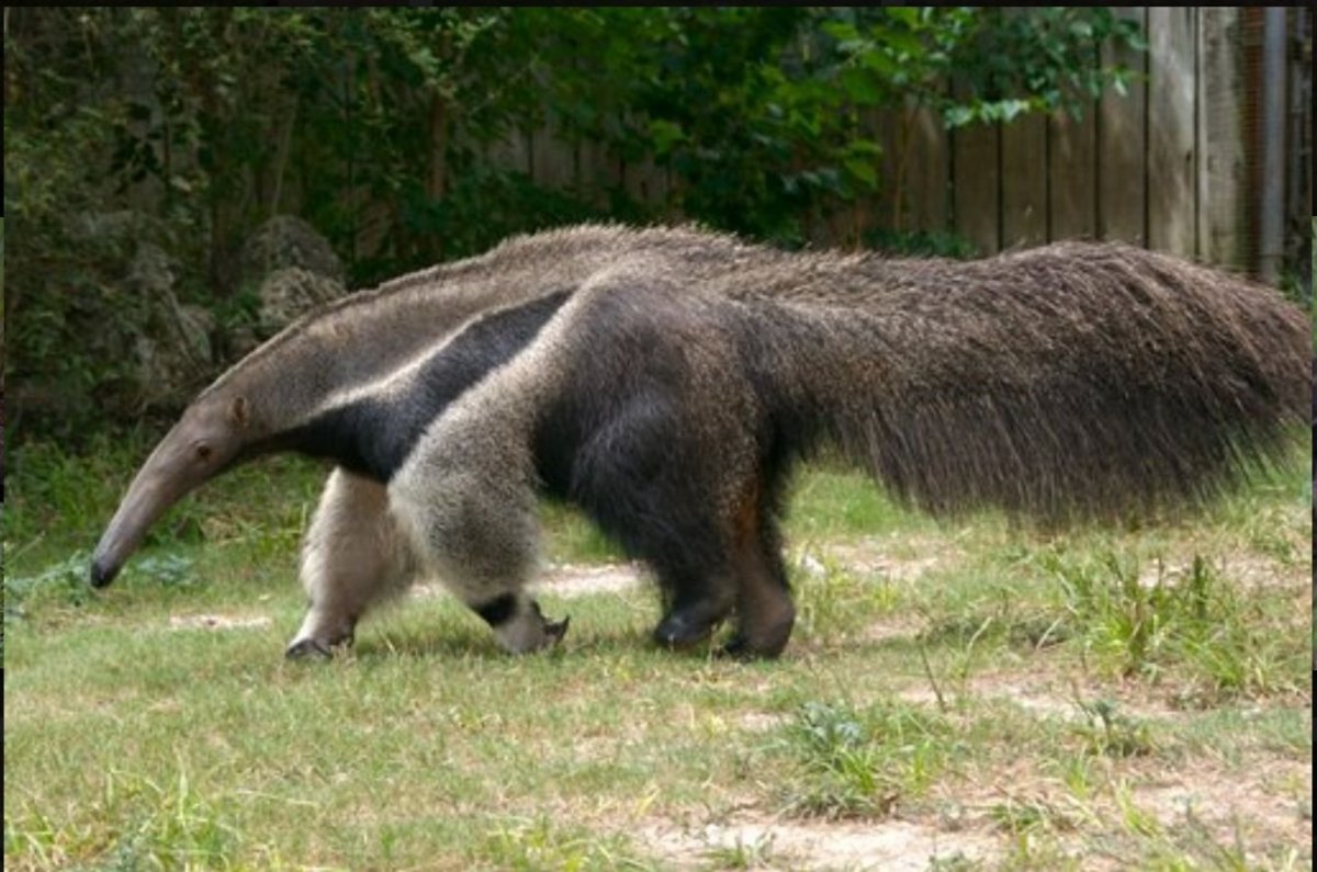 Гигантский муравьед