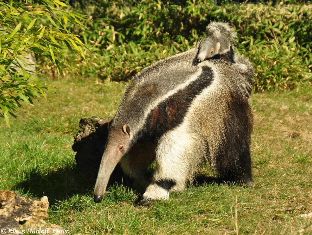 Myrmecophaga tridactyla
