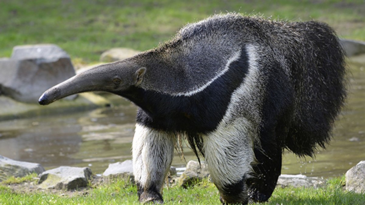 Anteater Baby