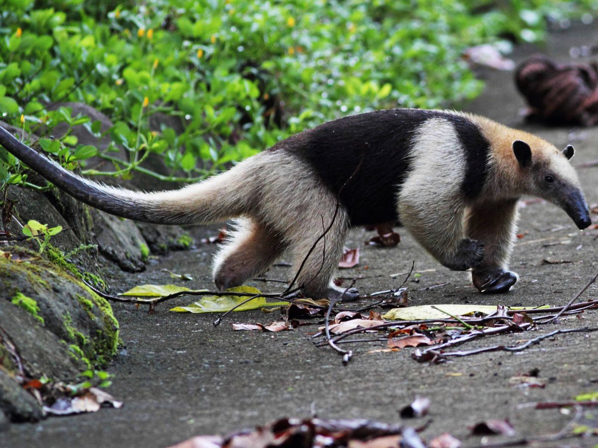 Древесный муравьед тамандуа
