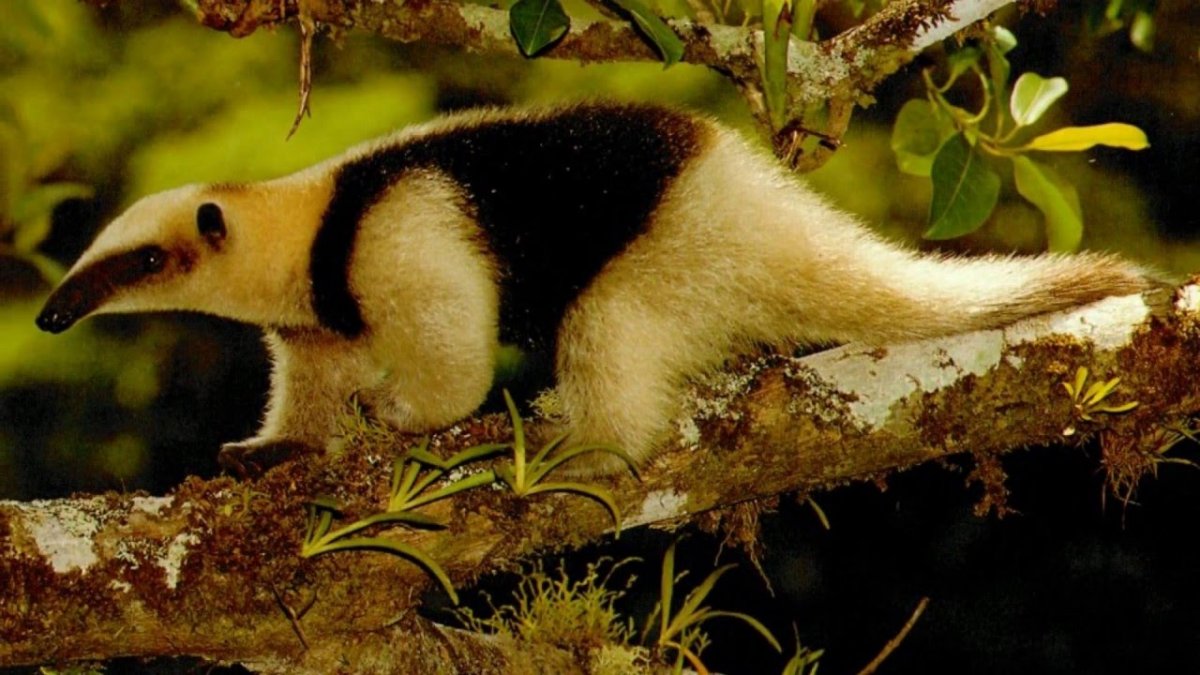 Муравьед и термитник