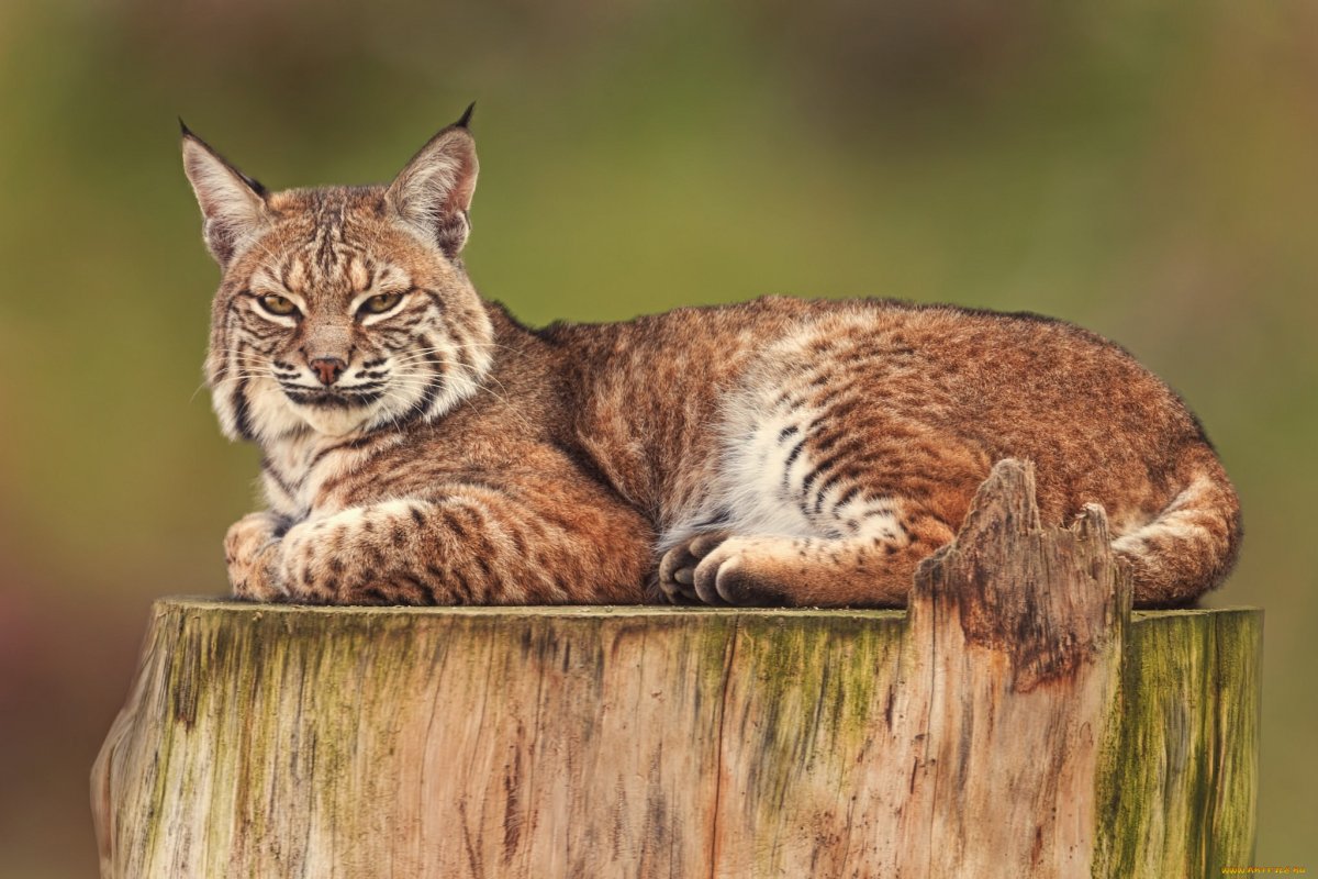 Кошка Рысь Алтая