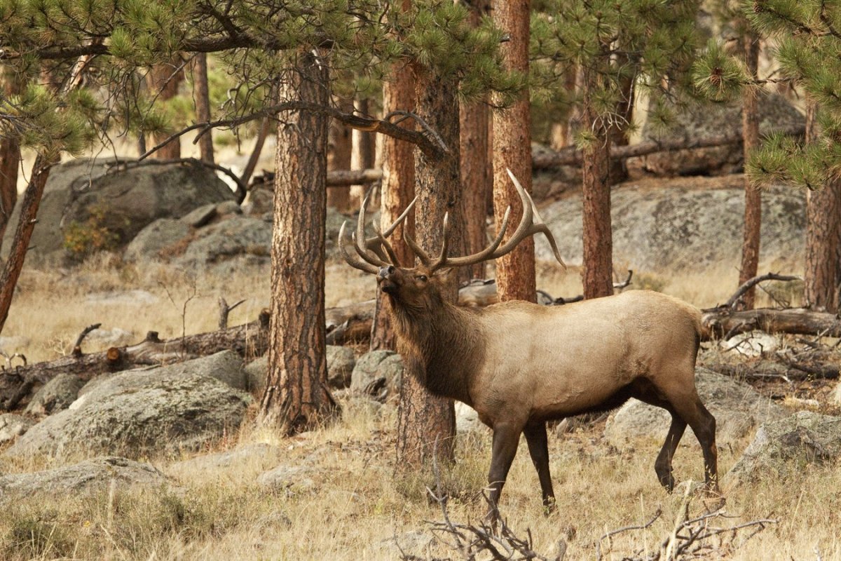 Изюбрь Дальневосточный