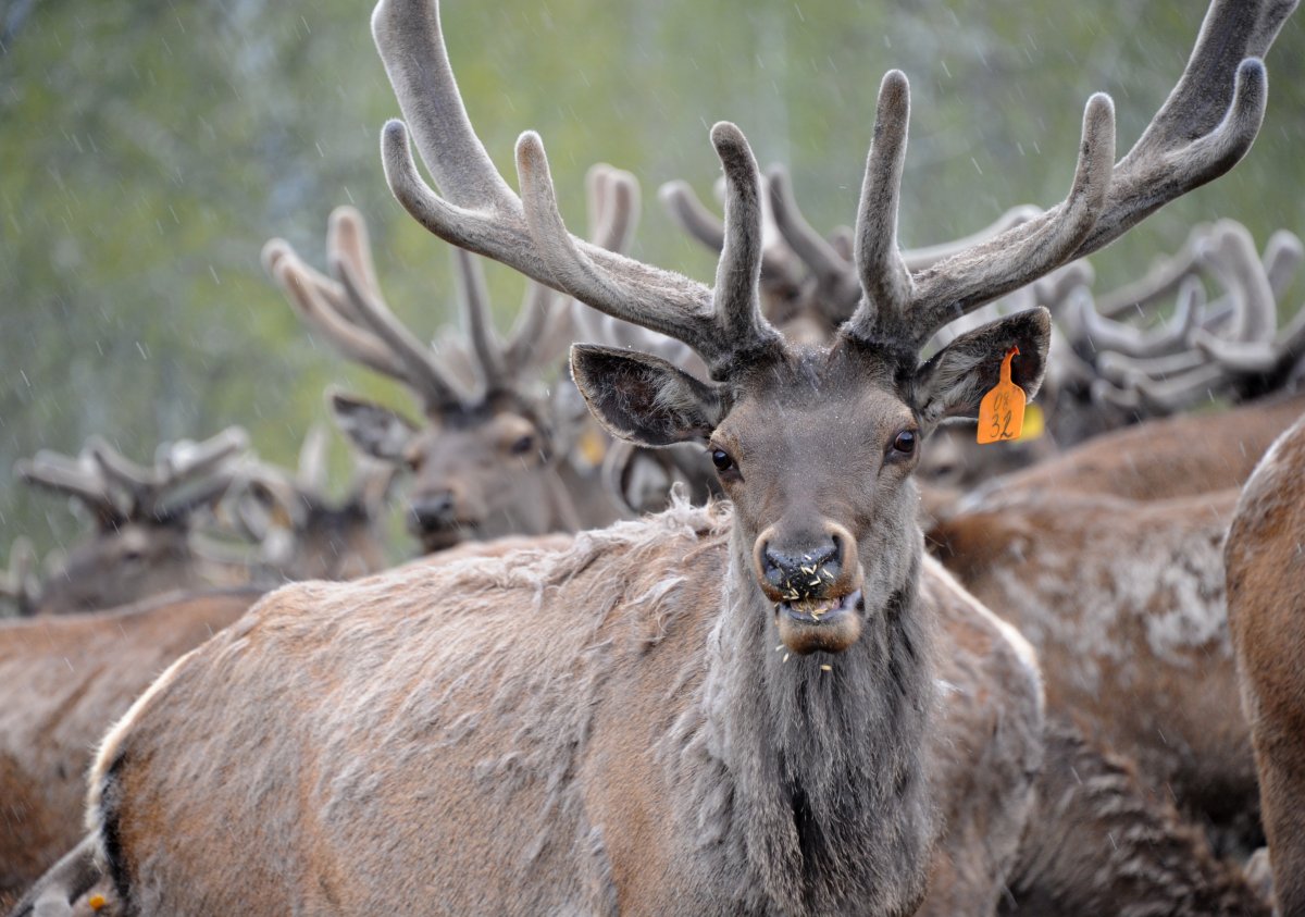 Алтайский олень Марал