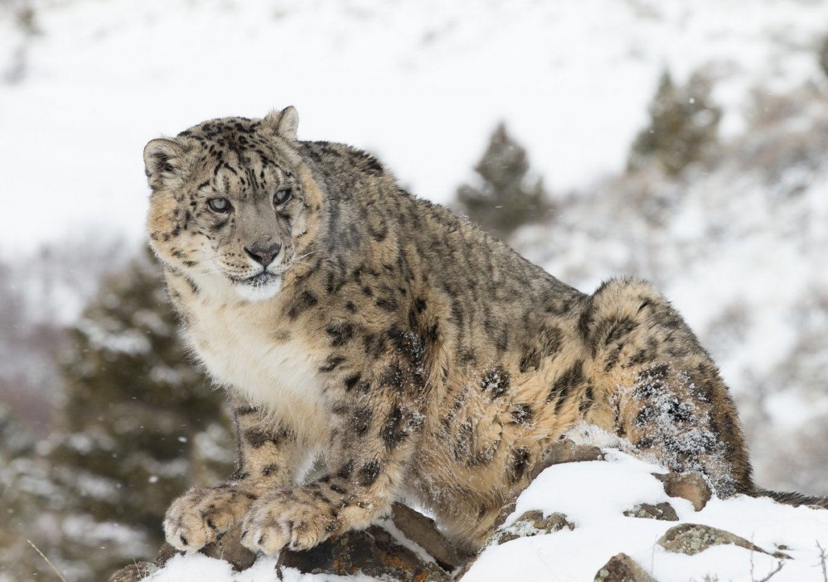 Снежный Барс uncia uncia