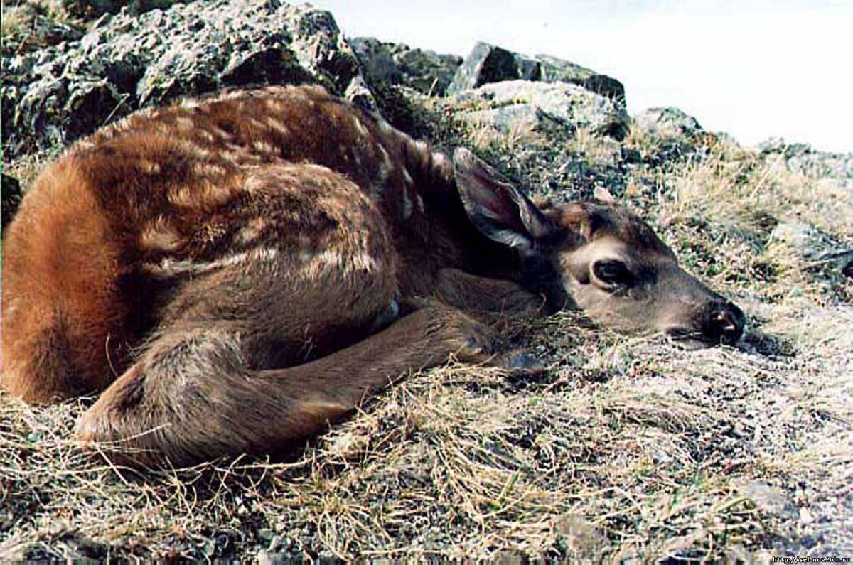 Животный мир Алтайского края