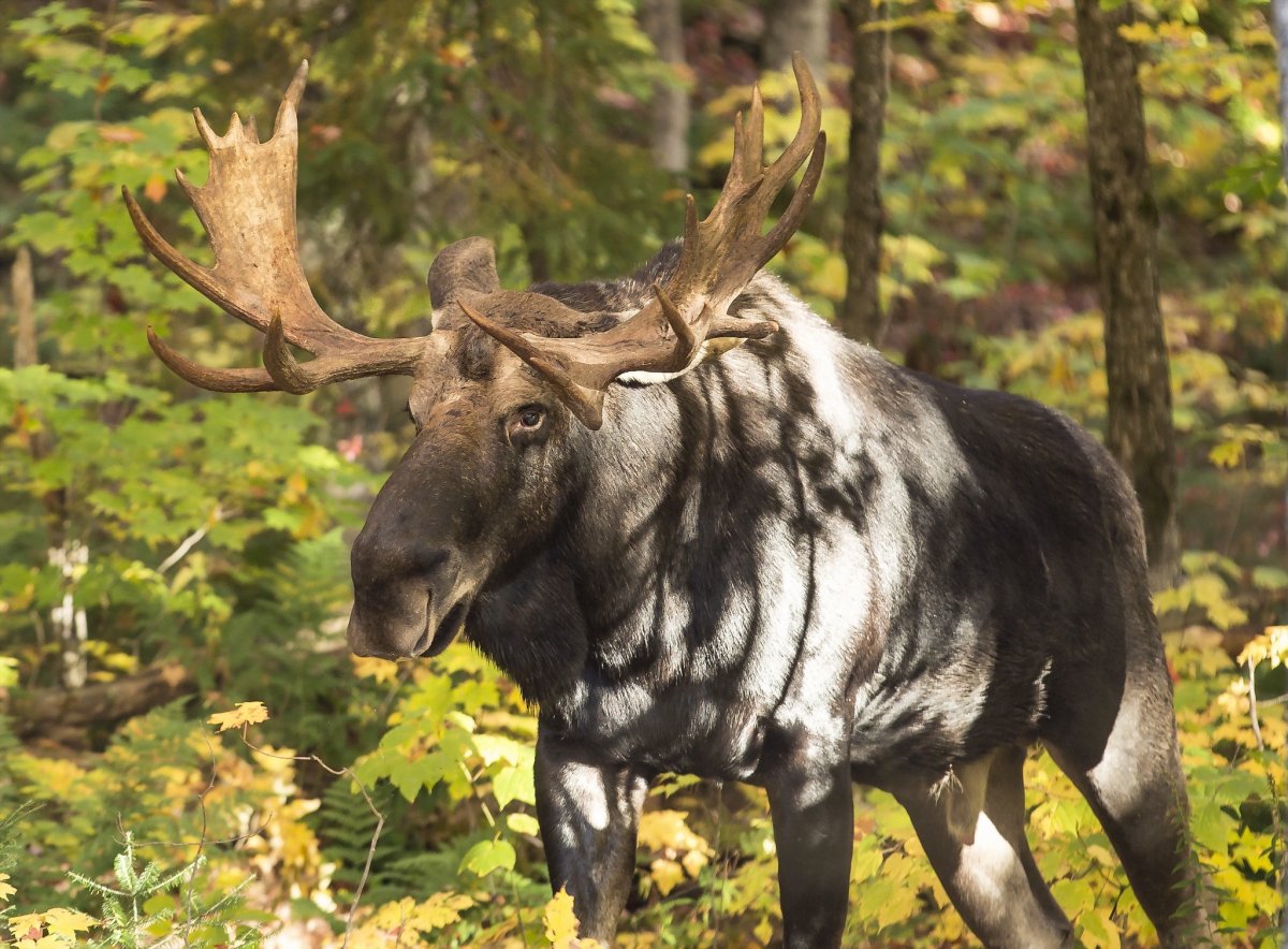 Алтайский заповедник парнокопытные Лось