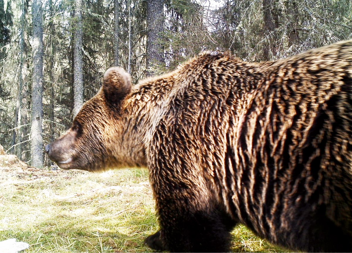 Катунский биосферный заповедник животные