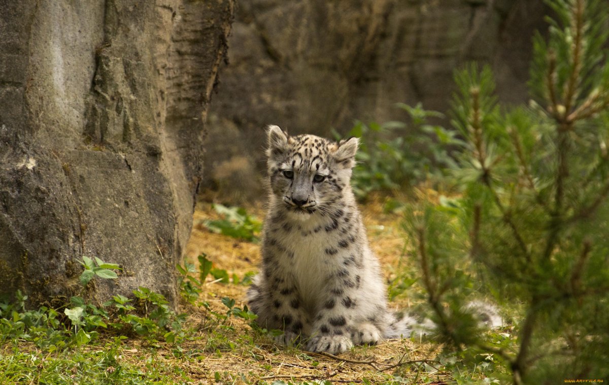 Катунский заповедник снежный Барс