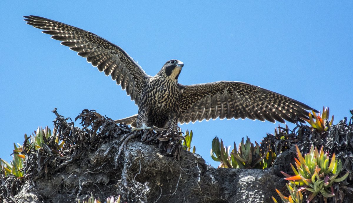 Животный мир и птицы Алтайского края