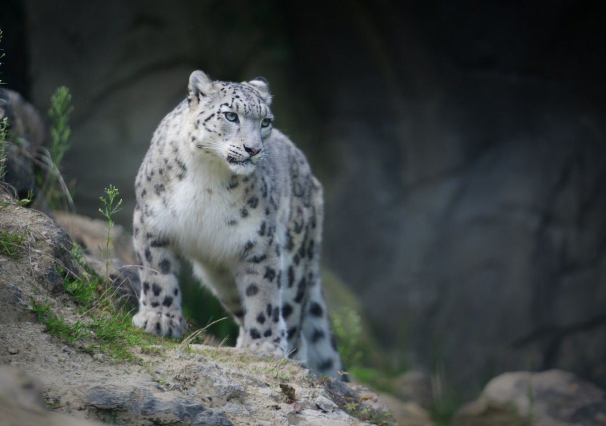 Убсунурская котловина снежный Барс