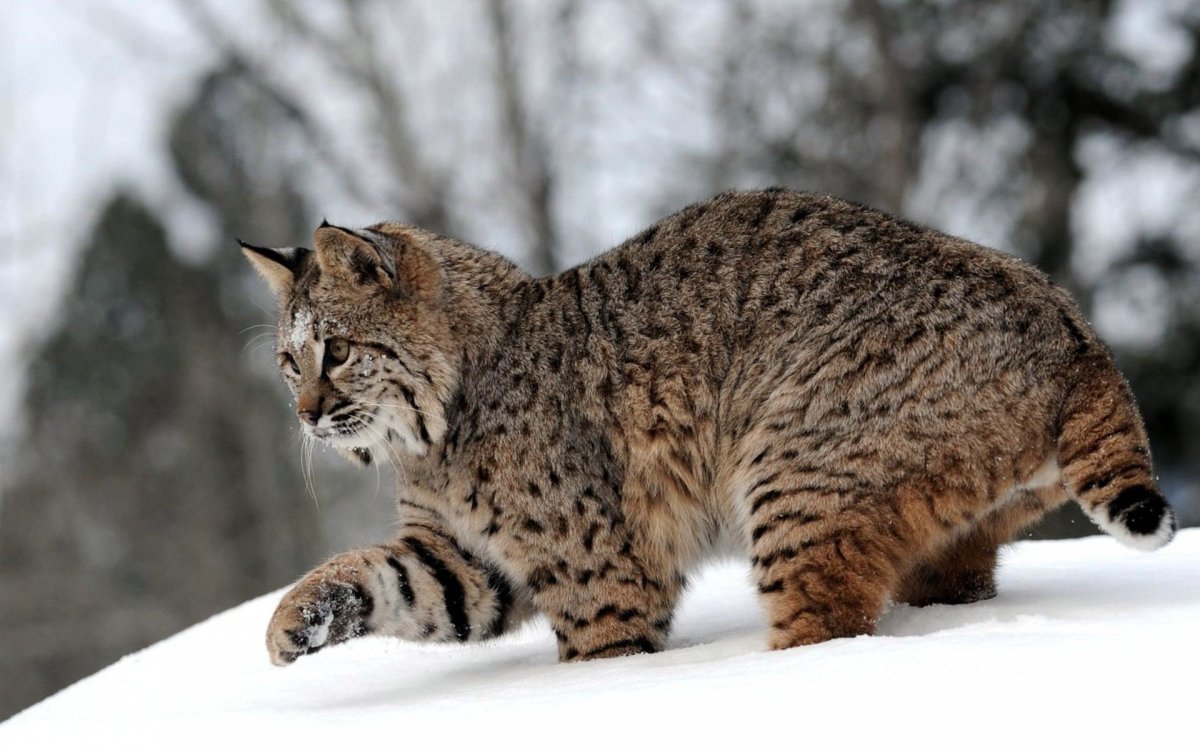 Рысь Сибирская