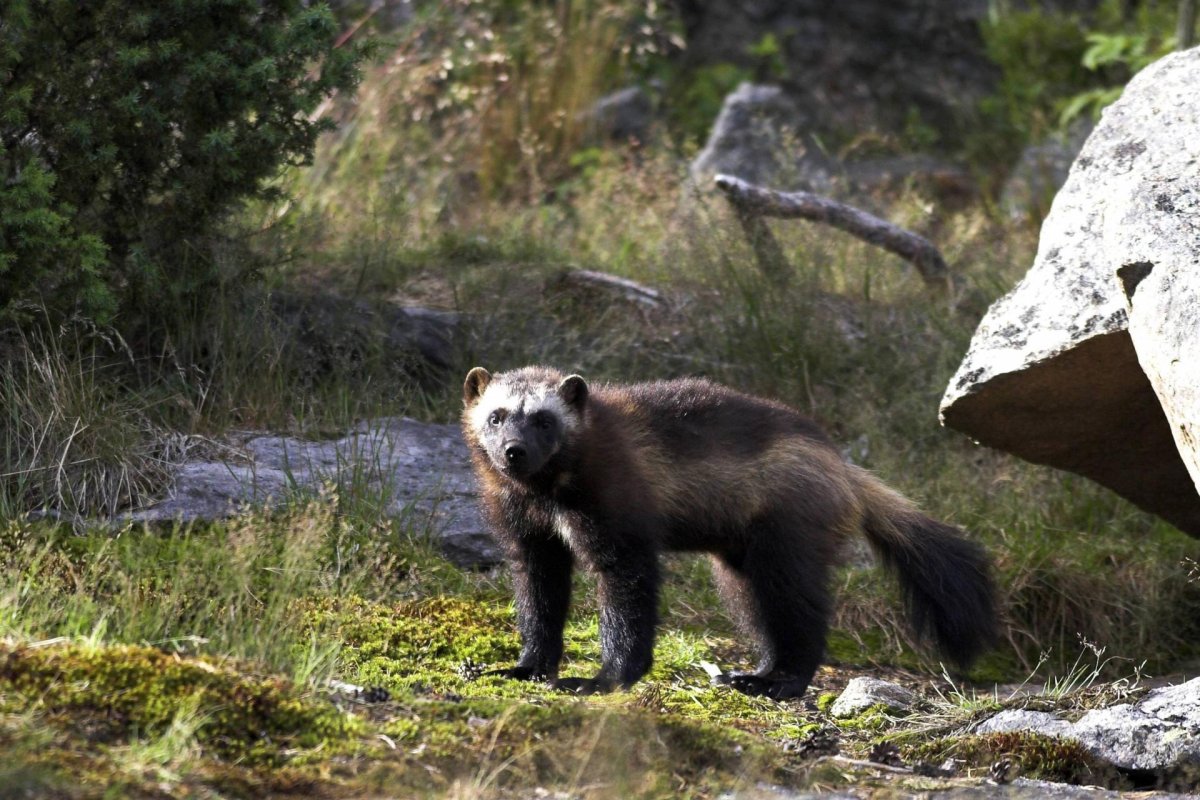 Восточносибирская Росомаха