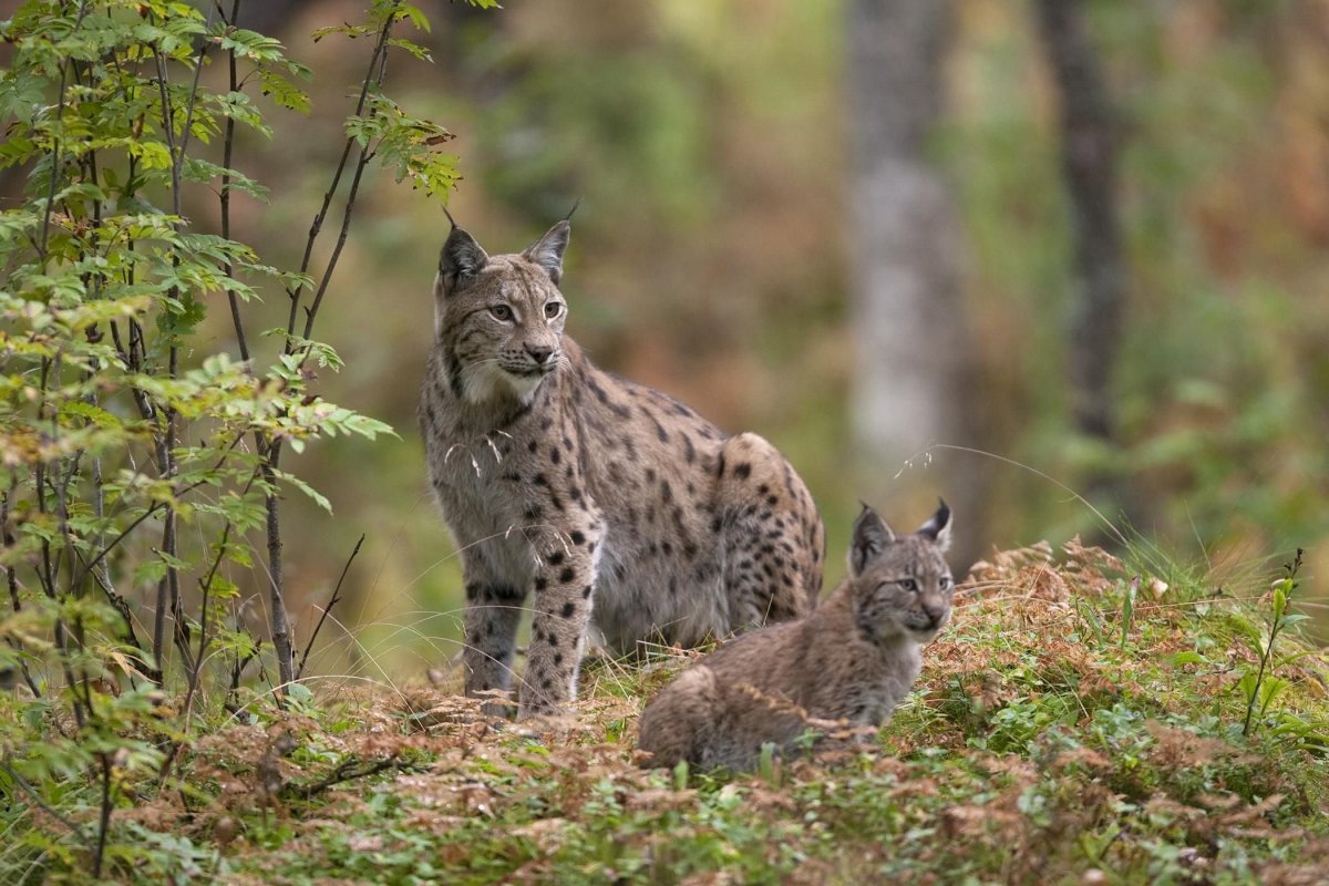 Рысь в Алтайском крае