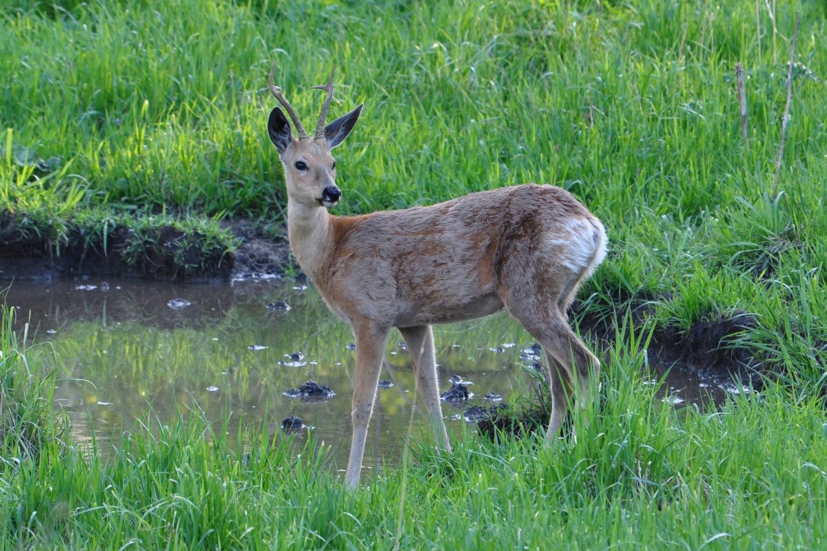 Косуля Сибирская (capreolus pygargus Pall.)