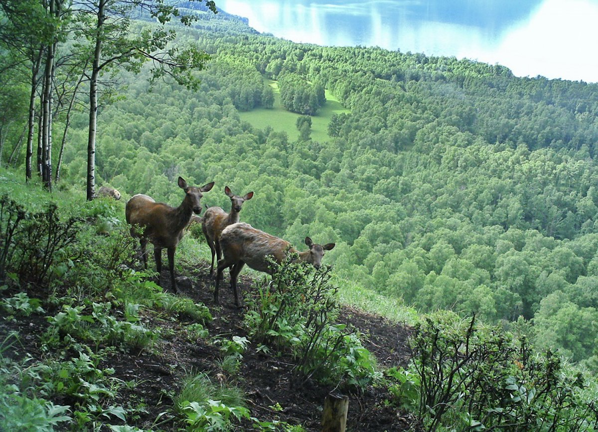 Алтайский биосферный заповедник животные