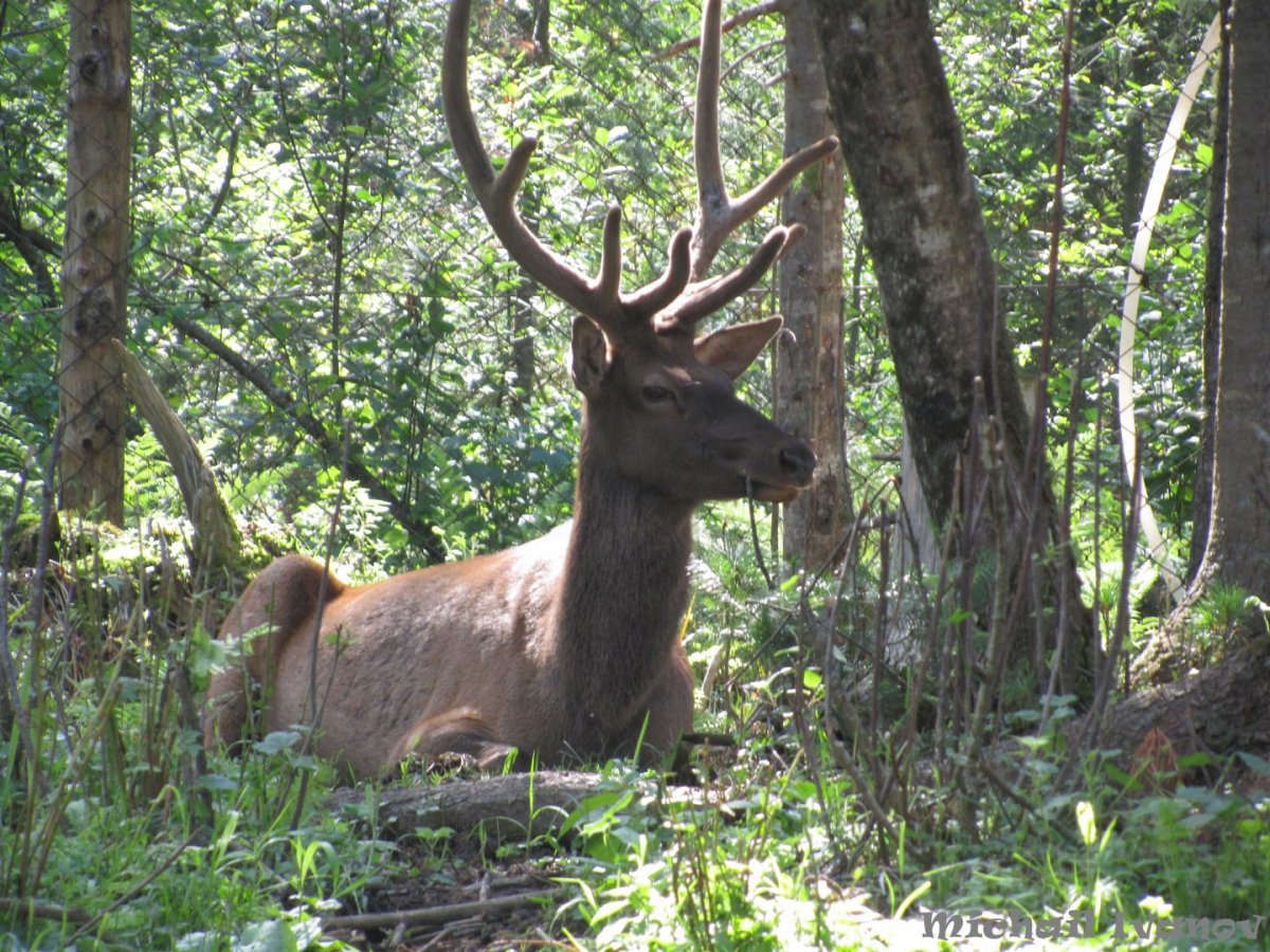 Маралы горный Алтай