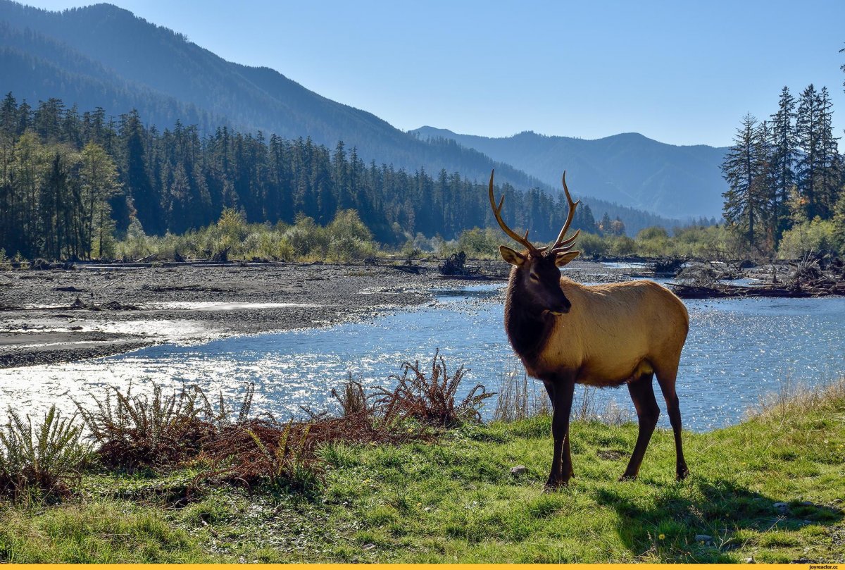 Маралы горный Алтай