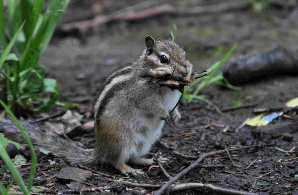 Тигирекский заповедник Алтайского края животные