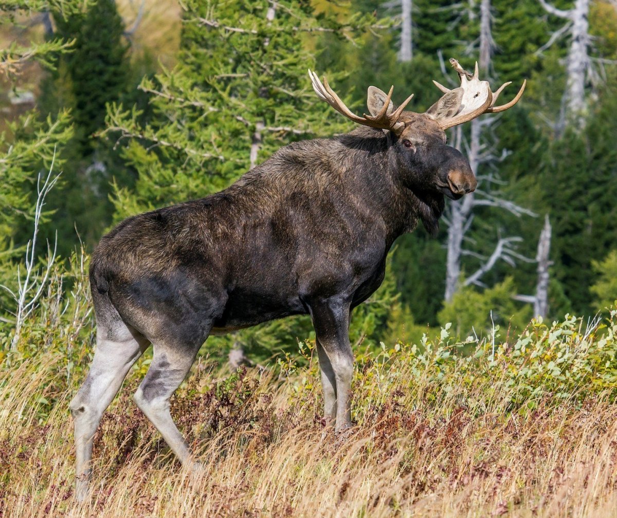 Ильменский заповедник Лось