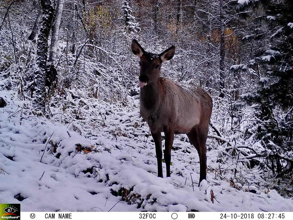 Алтайский заповедник животные Марал