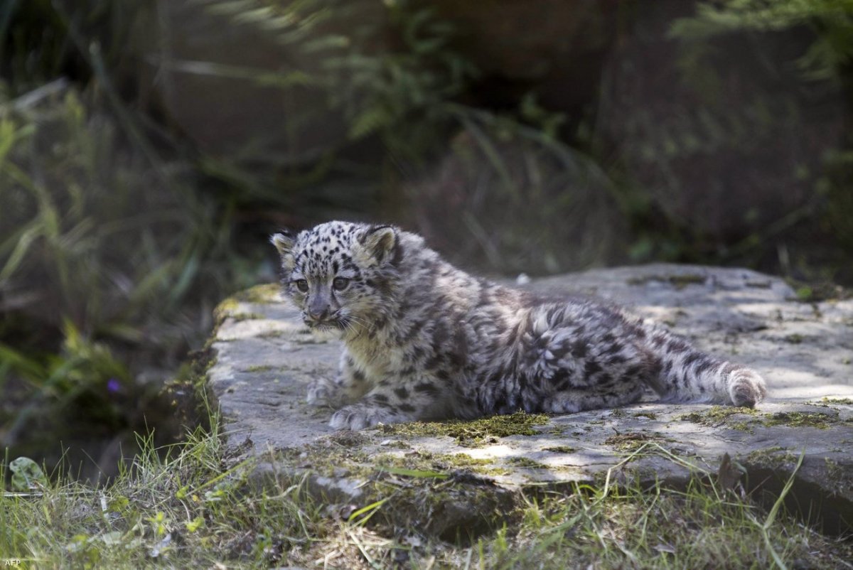Алтайский заповедник презентация фауна