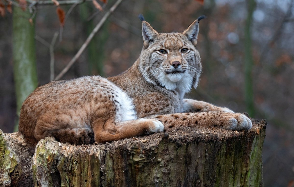 Баргузинский заповедник Рысь