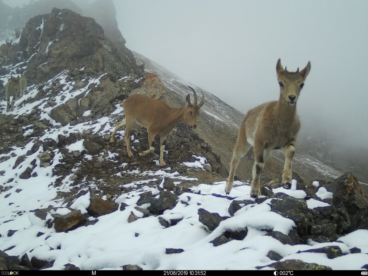 Алтайский заповедник Елец