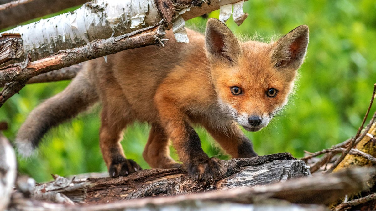 Обыкновенная лисица Детеныши