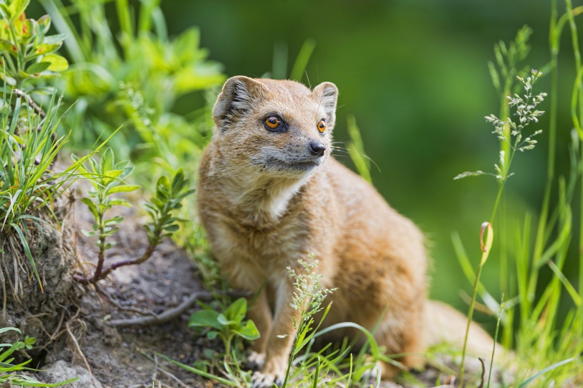 Дикие животные