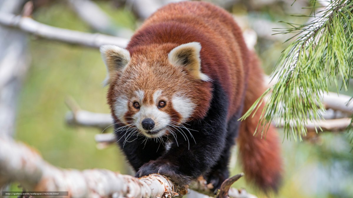 Красная Панда