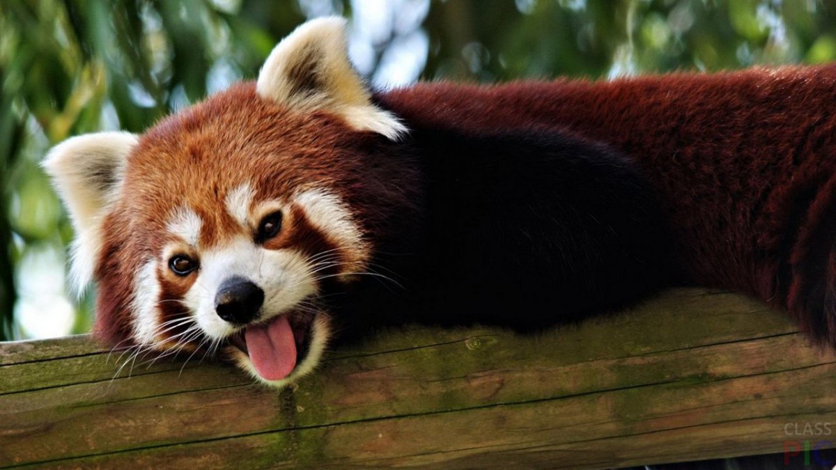 Козерог овца