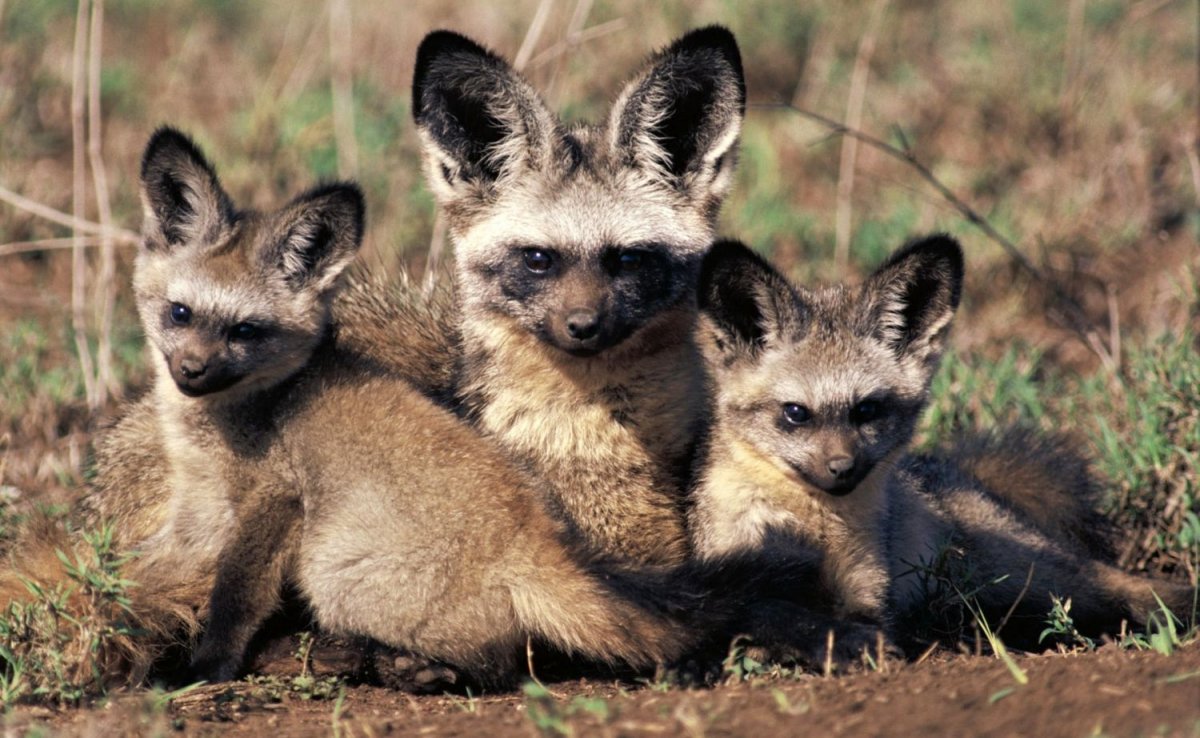 Косуля осенью