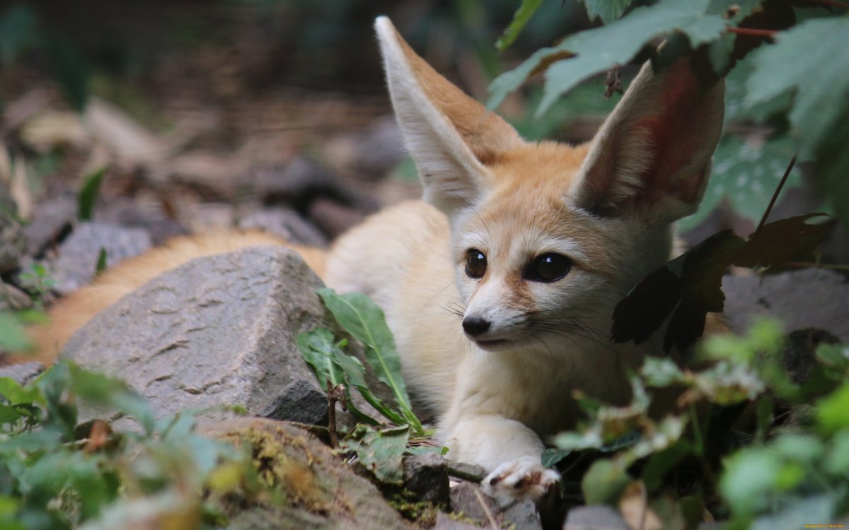 Фенек лысый