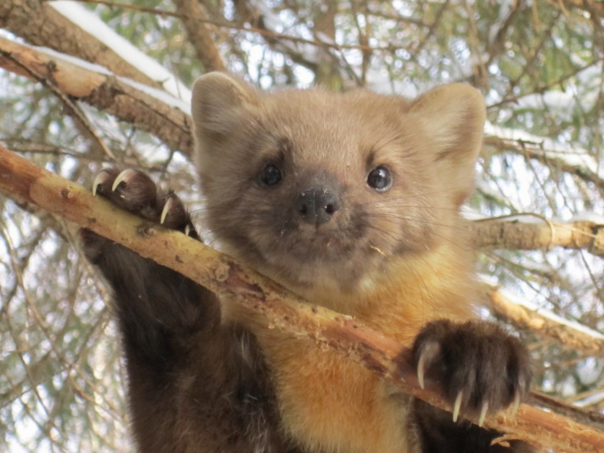 Косуля в Марий Эл