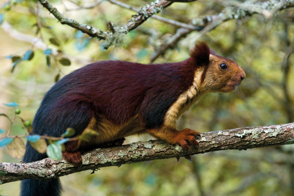 Ареал красной панды