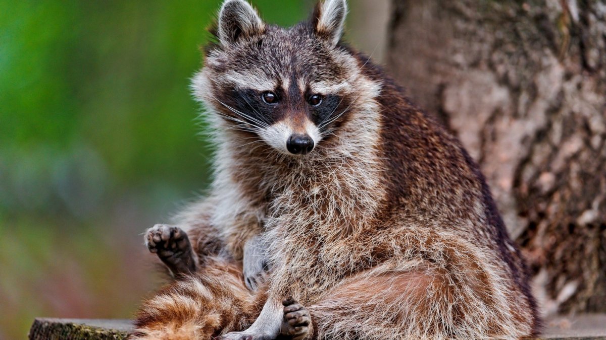 Кошачий лемур