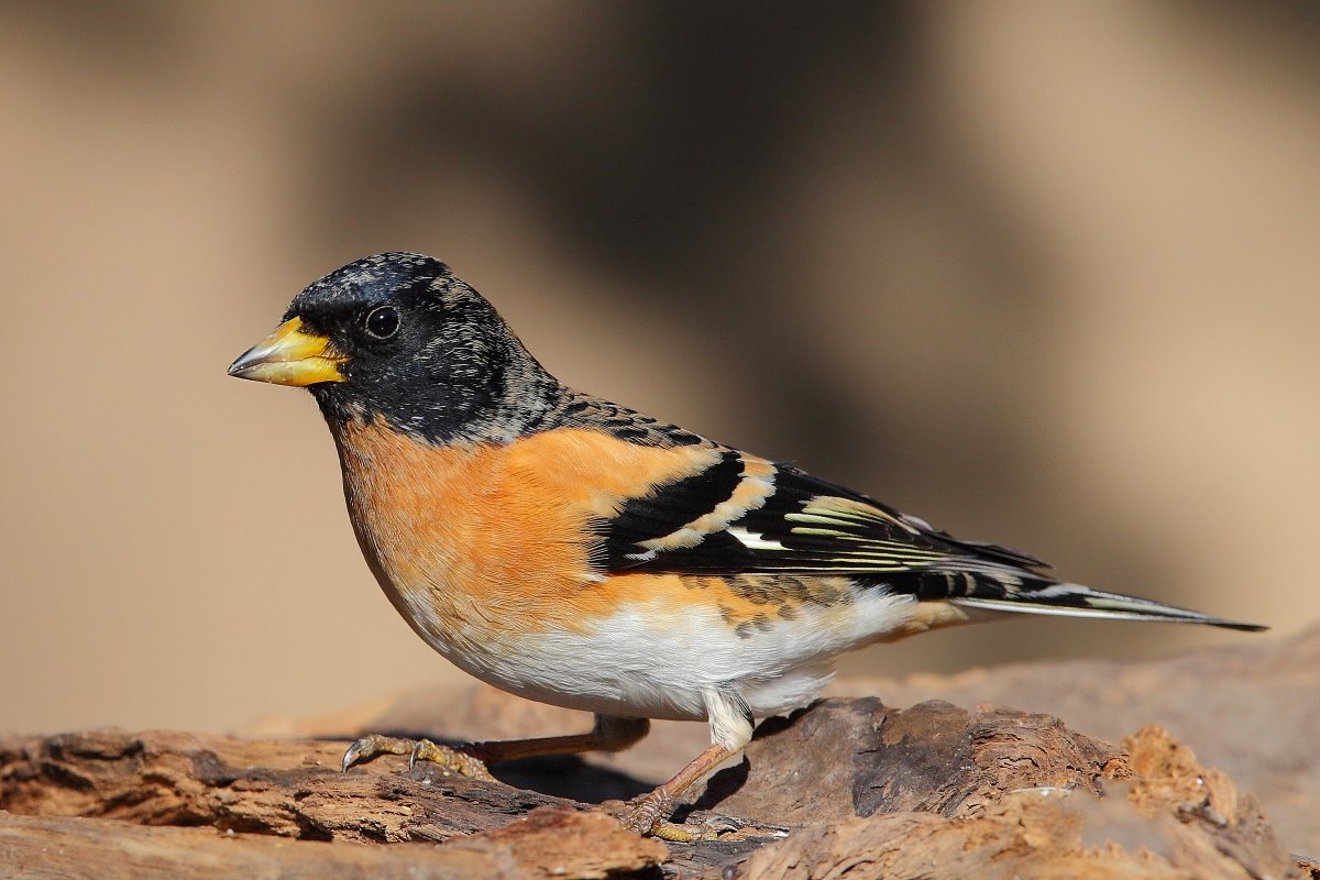 Лань голова