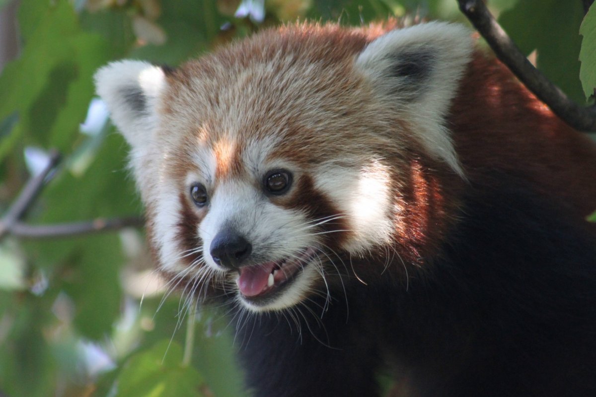 Большеухая лисица фенек