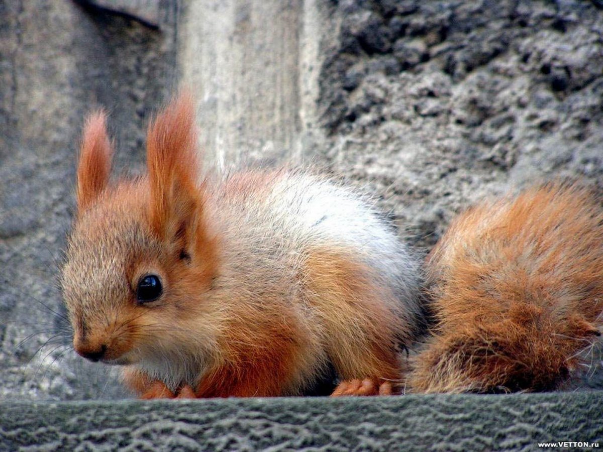 Галаго африканские лемуры