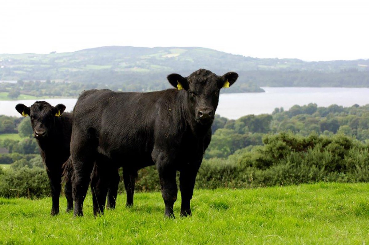 Абердин-ангусская порода Быков