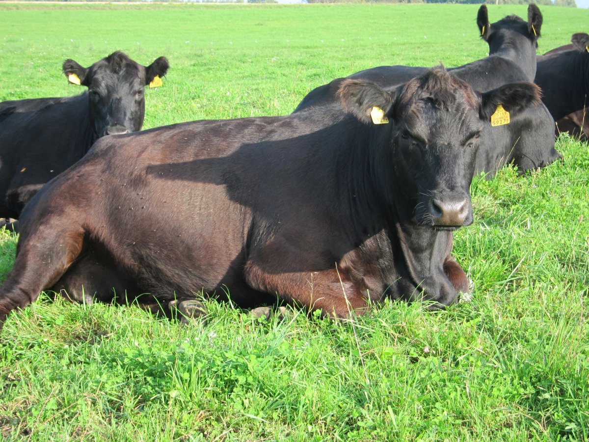 Абердин-ангусская корова
