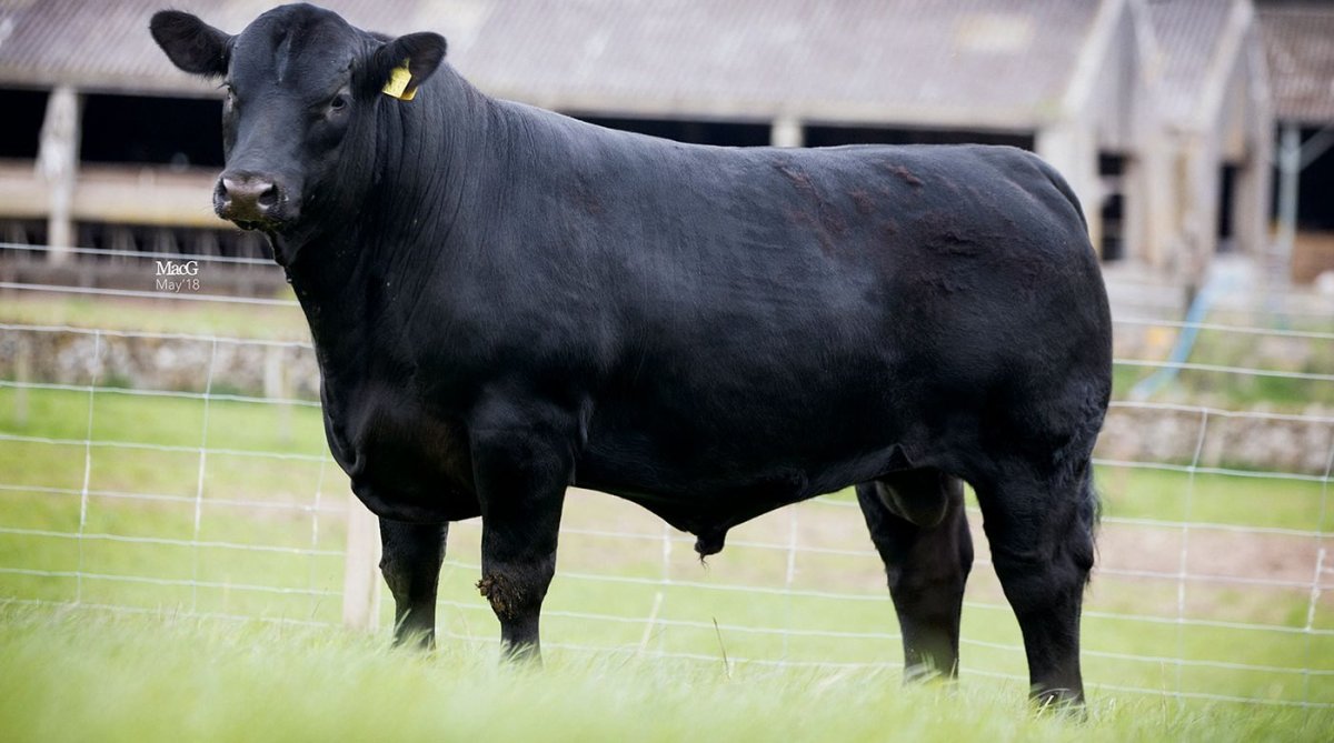 Австралийский Абердин Ангус