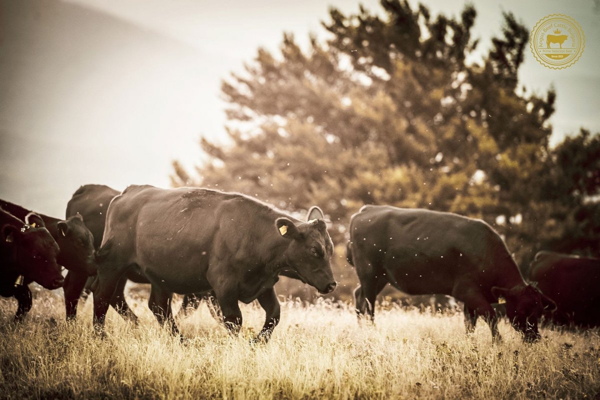 Блэк Ангус порода Быков