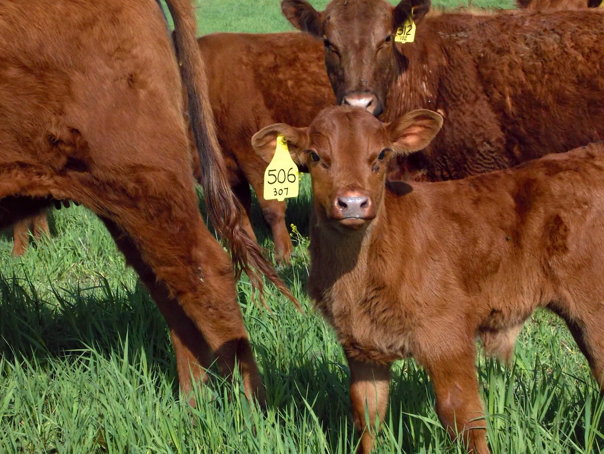 Порода ред Ангуса