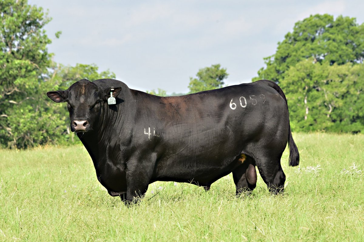 Блэк Ангус корова